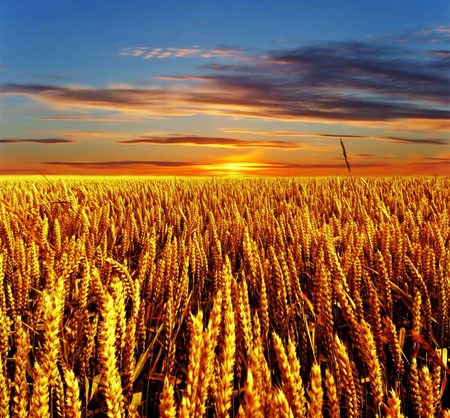 Golden - clouds, wheat field, sunset, golden, sky