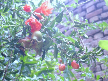 Pomegranate,flowers and buds - nature, buds, flowers, pomegranate