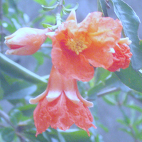 Pomegranate flowers