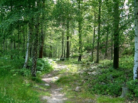 forest - plant, nature, green, forest