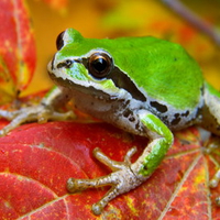 frog on leaf