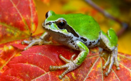 frog on leaf - animal, frog, leaf, nature, green