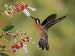 captured in flight