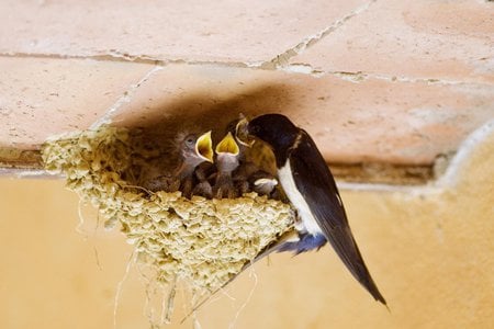 feed me - wild, nature, birds, babies