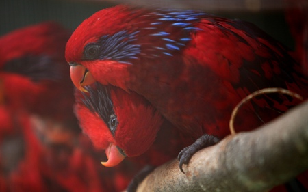 love - red, wild, bright, birds