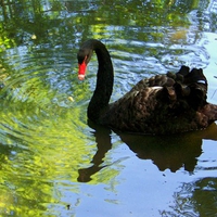 The beauty of the black swan