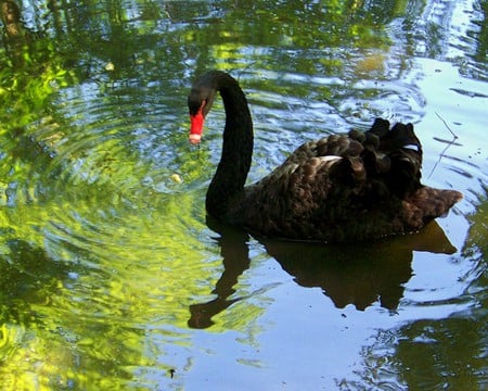 The beauty of the black swan - lake, sparkling, black swan, reflections, swim, green