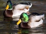 ducks in the lake