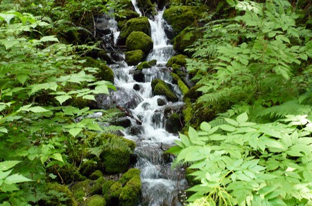 Mountain Falls - waterfall, green, plants, forest, washington, rocks