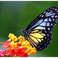 Blue and yellow butterfly