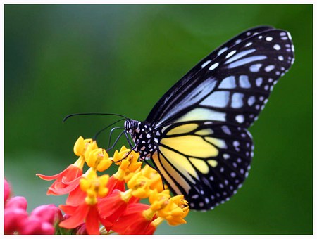 Blue and yellow butterfly - butterfly, yellow, red, blue, black, flower