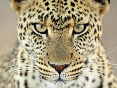 Spotted leopard - wildlife, leopard, life, big cat