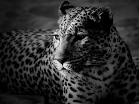 Black and white jaguar - wildlife, nature, life, black and white, jaguar