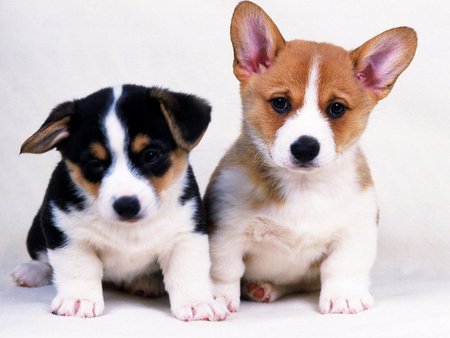 Two little dogs - two, puppy, dog, animal, cute