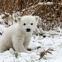 Little polar bear * Knut (died)