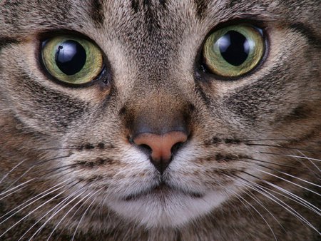 Feline eyes - cute, cat, eyes, kitten