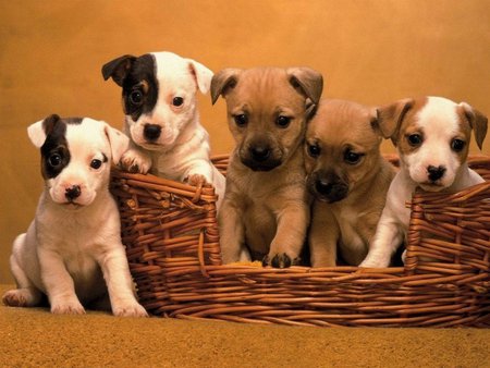 Brothers - puppy, brothers, dog, basket, cute