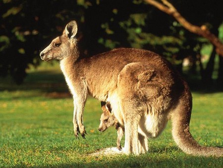 Mother and her Joey - nature, joey, hop, kangaroo, grass, baby, young