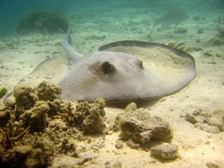 Sting Ray - sand, reef, coral, green, underwater