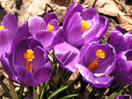 Pretty Purple - flowers, colour, nature, wildflower, bulbs