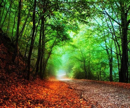 Morning stroll - trees, autumn, green, orange, fallen, light, pathway, leaves