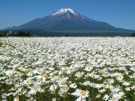 Fuji and flowers - daisy, fuji, flower, mounntain