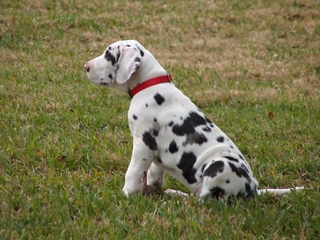 Harlequin puppy - dog, puppy, harlequin, great dane