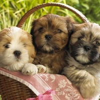 3 dogs in basket