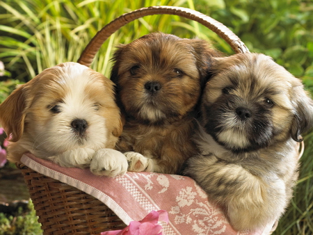 3 dogs in basket - fluffy, greenery, basket, three, paws, dog, green, dogs, grass, cute, adorable, lovable, puppy, summer, sweet, friends, poppies, puppies