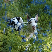 Great Dane in Texas Bluebonnets
