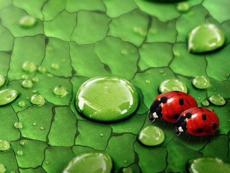 Ladybugs - nature, raindrops, photoshop, leaf, ladybugs