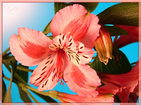 Hawaiian beauty - lilly, petal, vibeant, beautiful, flower