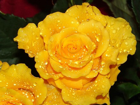 Sun bright - petal, dew drops, lucious, yellow, water, flower