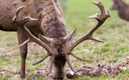 the deer - nature, deer, grass, animals