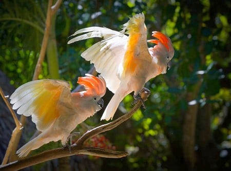 Beautiful Parrots - parrots, picture, cool, beautiful