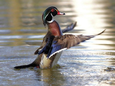 Beautiful Duck - beautiful, cool, duck, picture