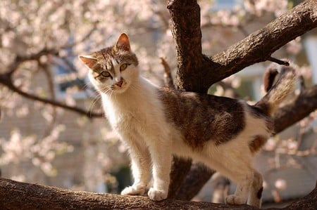 Cat on Tree - on tree, picture, cool, cat