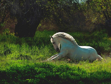 White Horse - white, picture, horse, cool