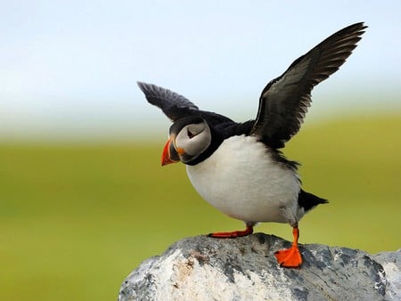 Beautiful Puffin - puffin, picture, cool, beautiful