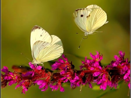 Butterflies on Flowers - on flowers, picture, beautiful, butterflies