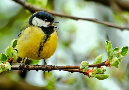 Singing Bird - beautiful, singing, bird, picture