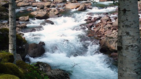 White Water - widescreen, river, trees, fast, running, falls, washington, rocks