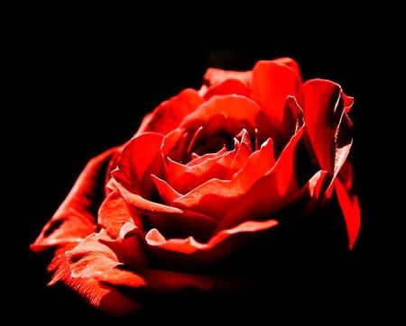 Red - beauty, love, red, rose, black background