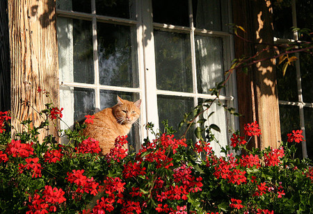 Flower bed - red, flowers, cat, window, ledge, sitting