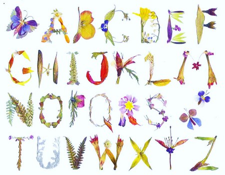 Alphabet blooms - alphabet, plants, butterfly, flowers, abstract