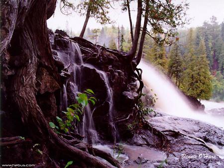 Nature's Force - trees, waterfall, beautiful, roots, rock, forest