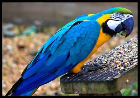 Macaw - bird, bird seed, animal, macaw