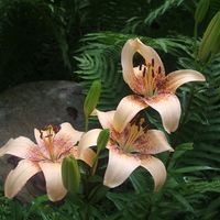 Peach Lillies