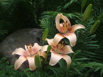 Peach Lillies