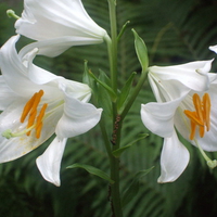 Easter Lillies